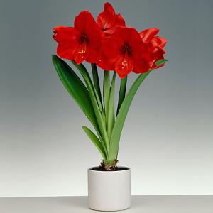 Tanaman Hias Amaryllis Merah
