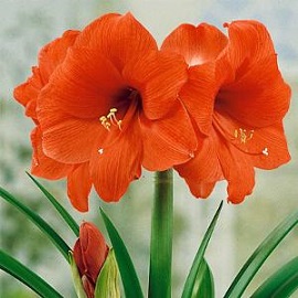 Tanaman Hias Amaryllis Sovereign