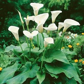 Tanaman Hias Calla Lily