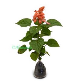 Tanaman Hias Salvia Pale Pink