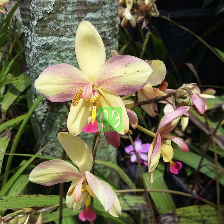 Tanaman Hias Spathoglottis Peach