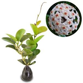 Tanaman Hoya Arnottiana