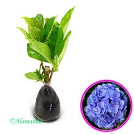 Tanaman Hydrangea Biru (Bunga Hortensia)