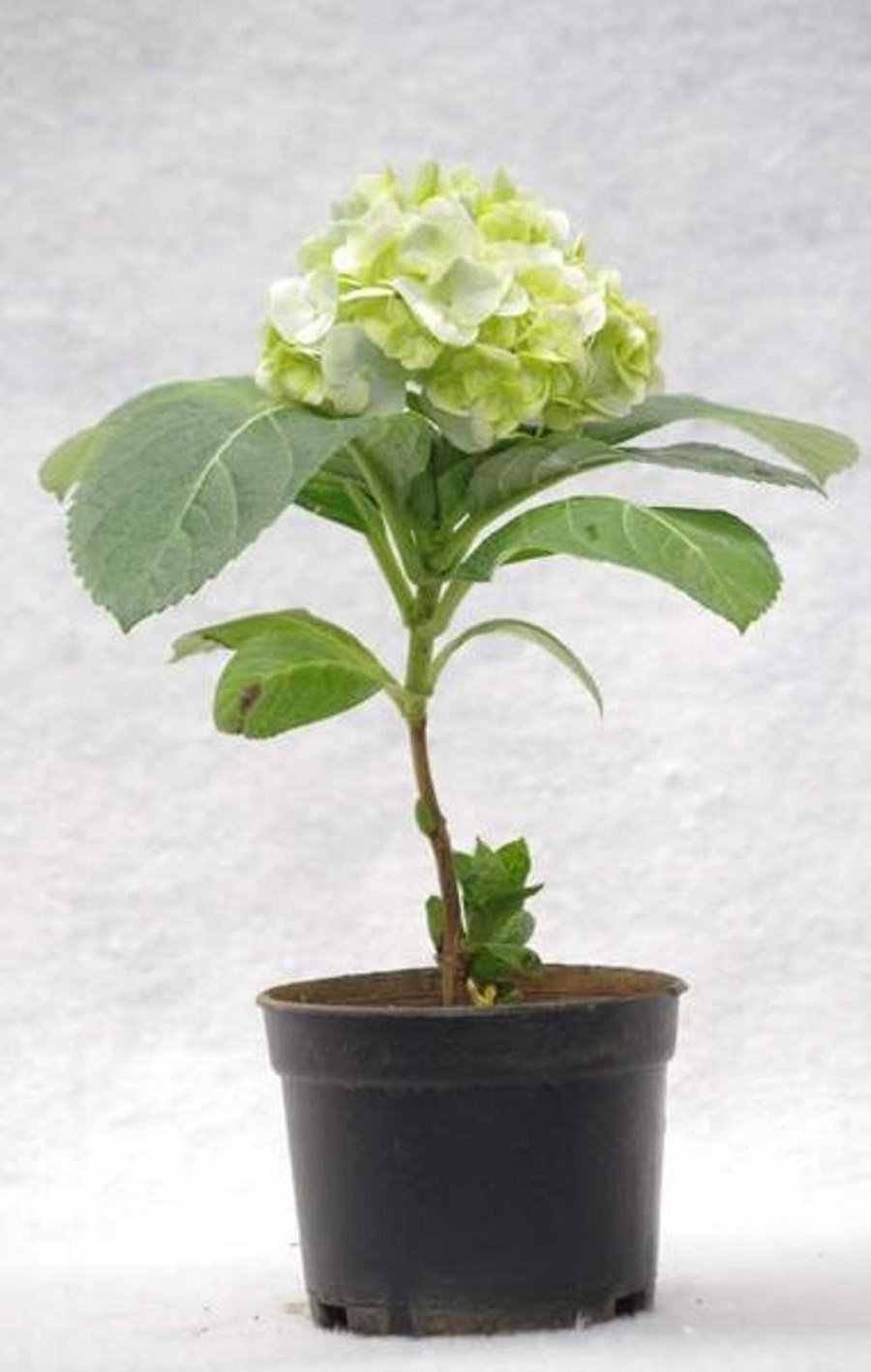 Tanaman Hydrangea Putih