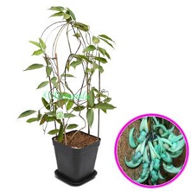 Tanaman Jade Vine
