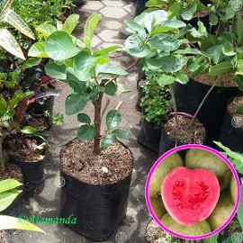 Tanaman Buah Jambu Biji Getas Merah (Cangkok)
