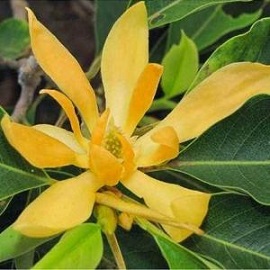 Tanaman Kantil Kuning
