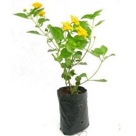 Tanaman Lantana Kuning 2 Pcs