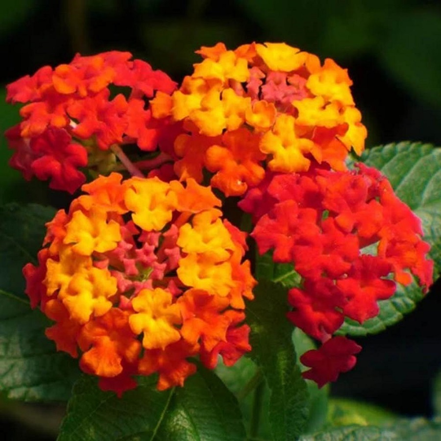 Jual Tanaman Lantana  Merah 2 Pcs SENTRATANI COM