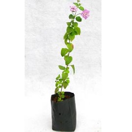 Tanaman Lantana Ungu 2 Pcs