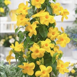 Tanaman Mandevilla Kuning