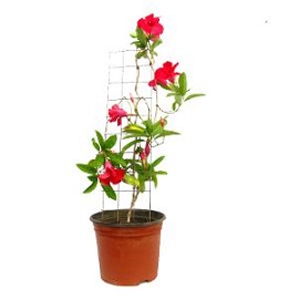 Tanaman Mandevilla Merah