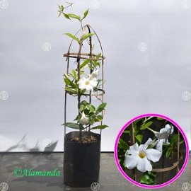 Tanaman Mandevilla Putih