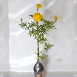 Tanaman Marigold Kuning