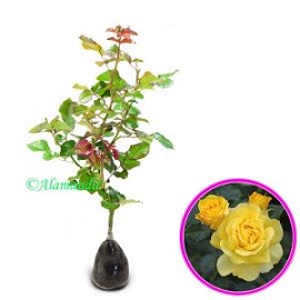 Tanaman Mawar Floribunda Kuning