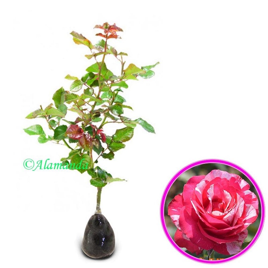Tanaman Mawar candy Pink