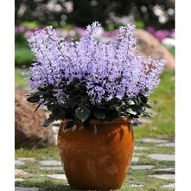 Tanaman Mona Lavender