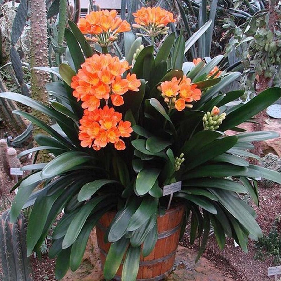 Tanaman Natal Lily