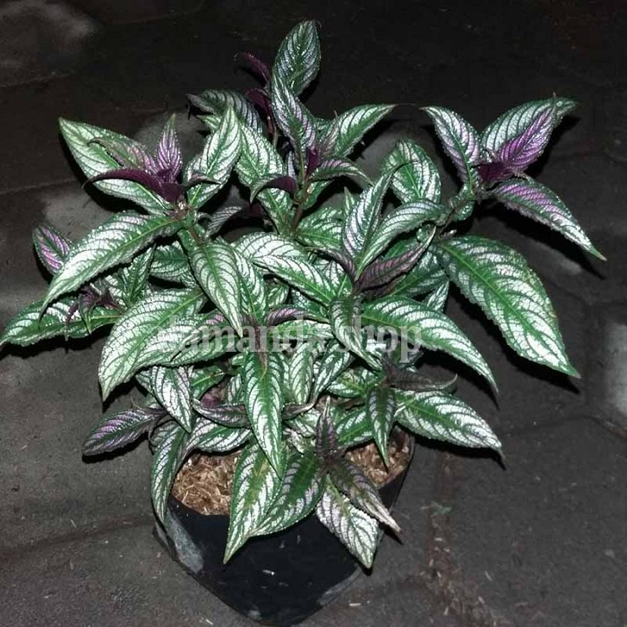 Tanaman Persian Shield