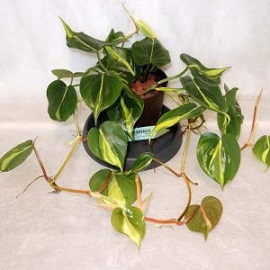 Tanaman Philodendron Brazil