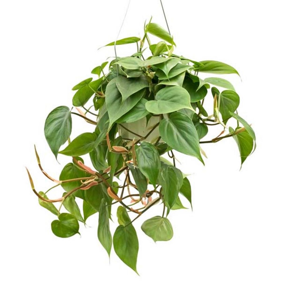 Tanaman Philodendron Cordatum