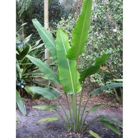 Tanaman Pisang Kipas