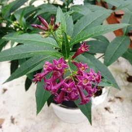 Tanaman Purple Cestrum Jasmine