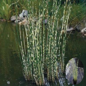 Tanaman Scirpus Zebrinus