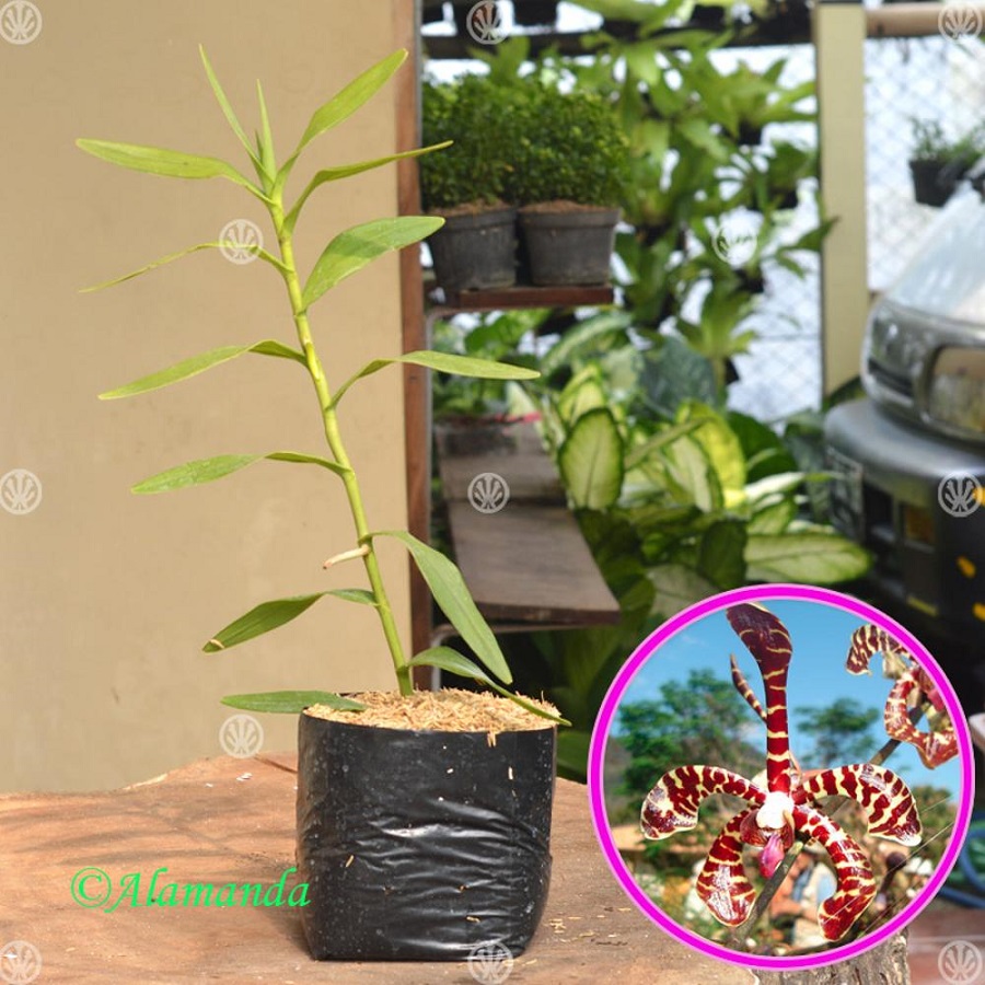 Tanaman Scorpion Orchid