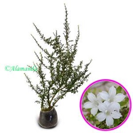 Tanaman Seribu Bintang (Bahan Bonsai)