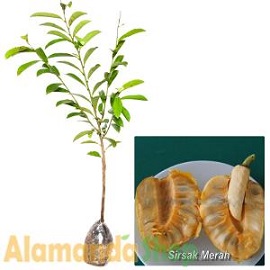 Tanaman Sirsak Merah 60cm