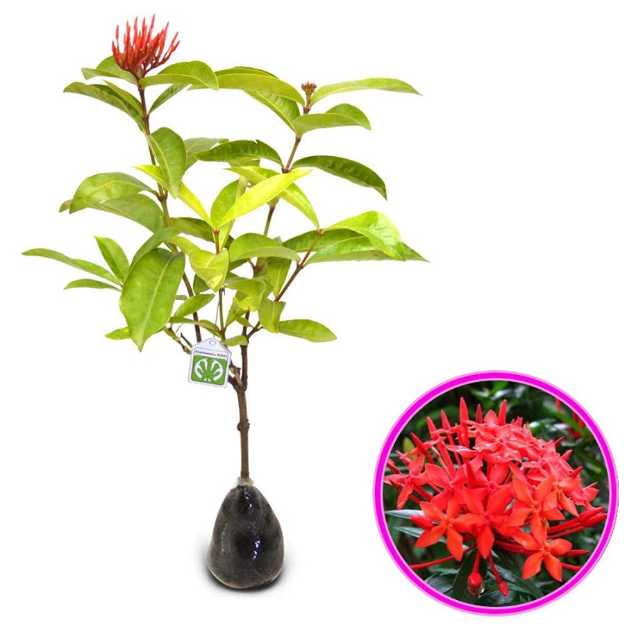 Tanaman Soka Merah