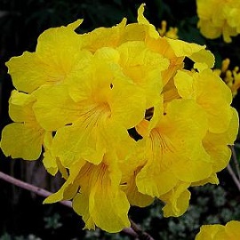 Tanaman Tabebuia Caraiba (Kuning)