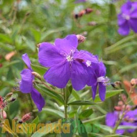 Tanaman Tibouchina