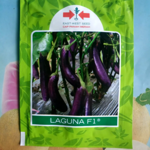 Terung Ungu Hibrida LAGUNA F1 400 Biji