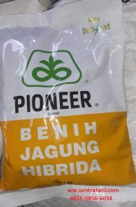 Jagung Hibrida Pioneer 21