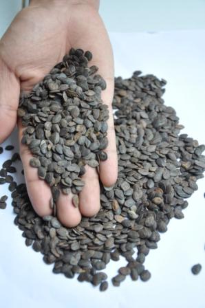 Benih Kaliandra Merah 100 gr