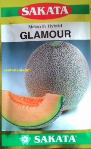 Melon GLAMOUR F1 Hybrid