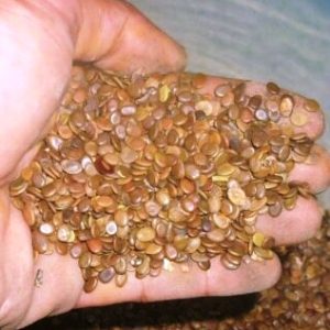 Sengon Merah 1kg