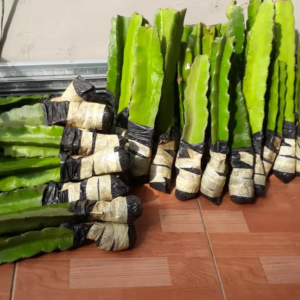 Bibit Buah Naga Merah Super Red Berakar Siap Tanam