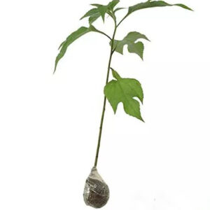 Bibit Daun Herbal Insulin BB