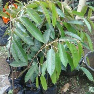 Durian Pelangi Papua