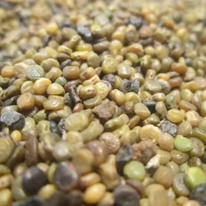 Benih Indigofera 100g