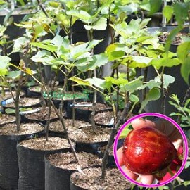 Tanaman Buah Ara Tin Masui Dauphine