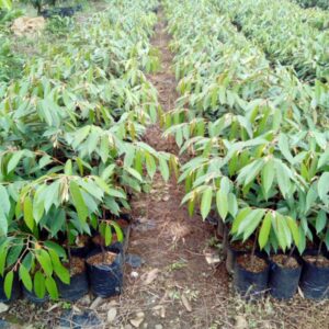 Paket 10 tanaman Durian Matahari