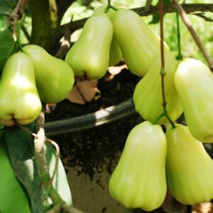 Jambu air madu deli Hijau 70 cm