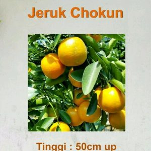 Bibit Jeruk Chokun