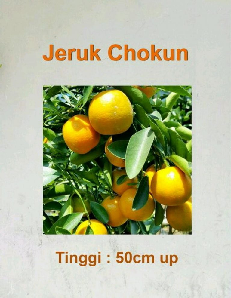 Jual Bibit Jeruk Chokun Sentratani Com