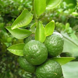 Bibit Jeruk Sambal atau Limau