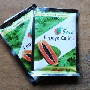 Benih Pepaya Calina IPB9 Isi 150 Biji
